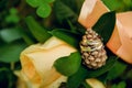 Two gold wedding rings lying on a pile of pine cones Royalty Free Stock Photo