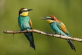 Two Golden bee eater sitting on a branch on a green background