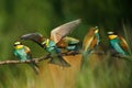 two Golden bee eaters sit on a branch on a green background and feed each other