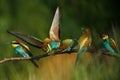 two Golden bee eaters sit on a branch on a green background and feed each other