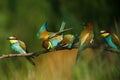 two Golden bee eaters sit on a branch on a green background and feed each other