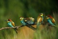 two Golden bee eaters sit on a branch on a green background and feed each other