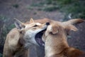 The two golden dingos are fighting Royalty Free Stock Photo
