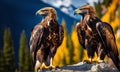 Two golden eagles perched regally on the cliff edge