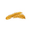 Two golden ears of rye. Icon of cereal wheat. Organic agricultural crop. Decorative element for poster of bakery shop or