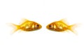 Two golden fish Royalty Free Stock Photo