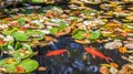 Two golden fish facing each other in a pond with fallen yellow l Royalty Free Stock Photo