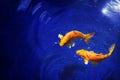 Two golden koi carp fishes close up, dark blue sea background, yellow goldfish swims in water, Pisces constellation horoscope sign Royalty Free Stock Photo