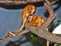 Golden lion tamarin, Leontopithecus rosalia, during coat care Royalty Free Stock Photo