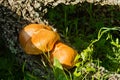 Two golden mushrooms - Gymnopilus suberis