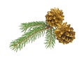 Two golden pine cones with branch on white background Royalty Free Stock Photo