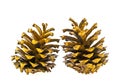 Two golden pine cones isolated on white background Royalty Free Stock Photo