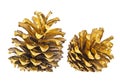 Two golden pine cones isolated on white background Royalty Free Stock Photo