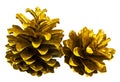 Two golden pine cones isolated on white background Royalty Free Stock Photo