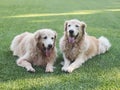 Two golden retriever dog lying down on the green grass Royalty Free Stock Photo