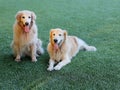 Two golden retriever dogs on the green grass, smile happily Royalty Free Stock Photo