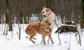 Two golden retriever dogs outdoor Royalty Free Stock Photo