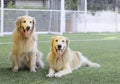 Two golden retriever on the green grass smile happily. Royalty Free Stock Photo