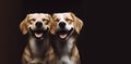 Two golden retriever puppies isolated on black background