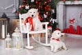 Two golden retriever puppies near christmas tree with gifts. Royalty Free Stock Photo