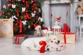 Two golden retriever puppies near christmas tree with gifts. Royalty Free Stock Photo