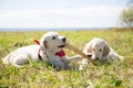 Two golden retriever puppies playing with the stick. Two dogs are playing on the grass on a sea and sky background Royalty Free Stock Photo
