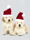 Two Golden Retriever puppies wearing a Santa hats Royalty Free Stock Photo