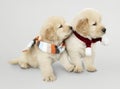 Two Golden Retriever puppies wearing scarves Royalty Free Stock Photo