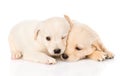 Two golden retriever puppy dog lying together. isolated on white Royalty Free Stock Photo