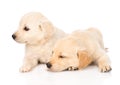 Two golden retriever puppy dog lying together. isolated on white Royalty Free Stock Photo