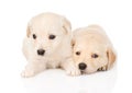 Two golden retriever puppy dog lying together. on white Royalty Free Stock Photo