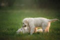 Two Golden Retriever puppys runs on grass and play