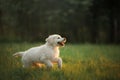 Two Golden Retriever puppys runs on grass and play