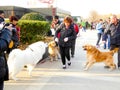 Two Golden Retriever and Samoye playing