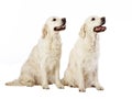 Two Golden Retrievers Royalty Free Stock Photo