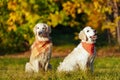 Two golden retrievers in bright bandanas are sitting in autumn dog park