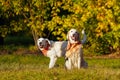 Two golden retrievers in bright bandanas are sitting in autumn dog park