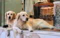 Two Golden retrievers Royalty Free Stock Photo