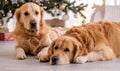 Two Golden Retrievers Are Lying Down Royalty Free Stock Photo