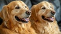 Two golden retrievers, side-by-side, looking attentively Royalty Free Stock Photo
