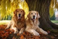 two golden retrievers sitting together under a tree Royalty Free Stock Photo