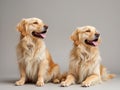 Two Golden Retrievers Royalty Free Stock Photo