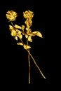 Two golden rose flowers on black background isolated close up, two long stem gold roses, shiny yellow metal flower bouquet, decor Royalty Free Stock Photo