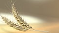 Two golden spikelets on a gold background. Banner with free space for text. 3D rendering. Royalty Free Stock Photo