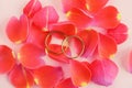 Two golden wedding rings and beautiful red rose flower petals on pastel pink background Royalty Free Stock Photo
