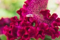 Two golden wedding rings on a large fluffy lush flower of burgundy or marsala color close up on a green background.