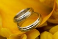 Two golden wedding rings white gold laying in the Bridal Bouquet on beautiful orange margherita flower background. Royalty Free Stock Photo