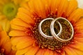 Two golden wedding rings white gold laying in the Bridal Bouquet on beautiful orange margherita flower background. Royalty Free Stock Photo