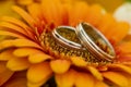 Two golden wedding rings white gold laying in the Bridal Bouquet on beautiful orange margherita flower background. Royalty Free Stock Photo