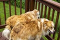 Two golden and white furry dogs looking out on the back porch
